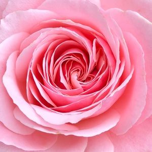 Meet your Posher, Sierra